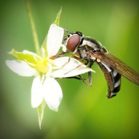 /album/prcfrog/photolia-a02-jpg/