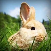 /album/prcfrog/photolia-a03-jpg/