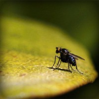 /album/prcfrog/photolia-a07-jpg/