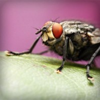 /album/prcfrog/photolia-a08-jpg/